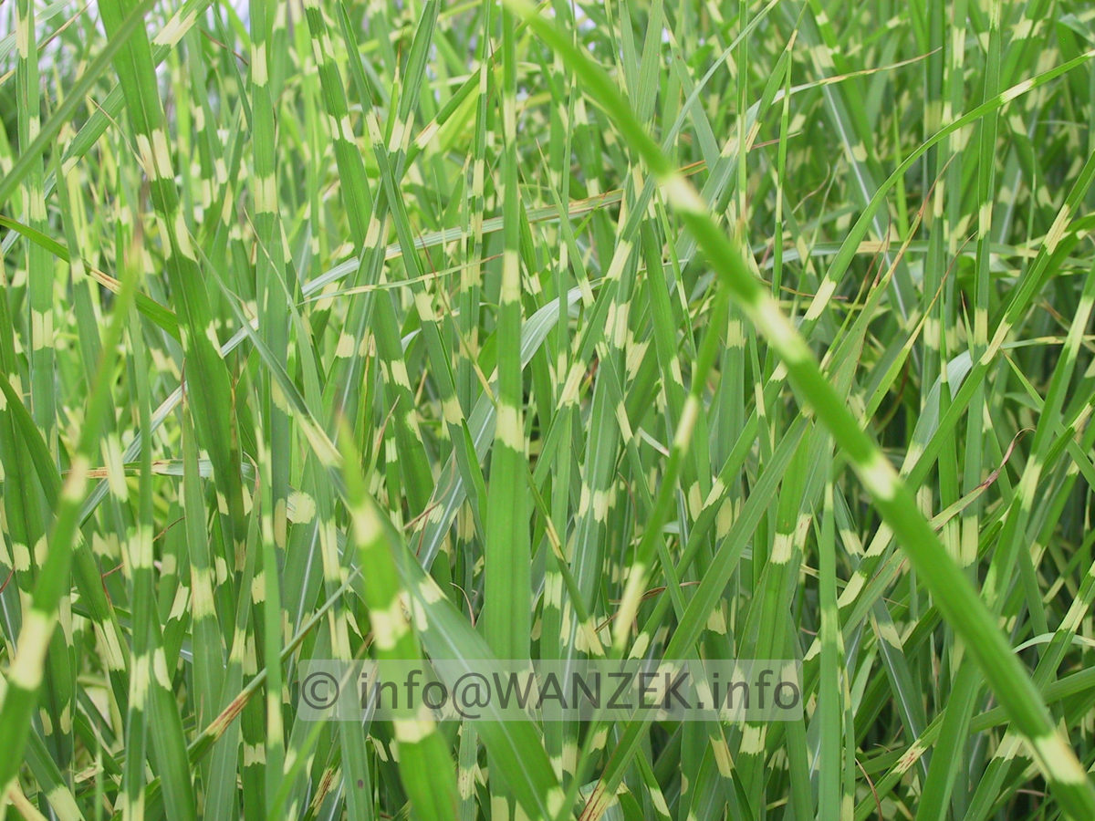 Miscanthus sinensis Zebrinus 06.JPG